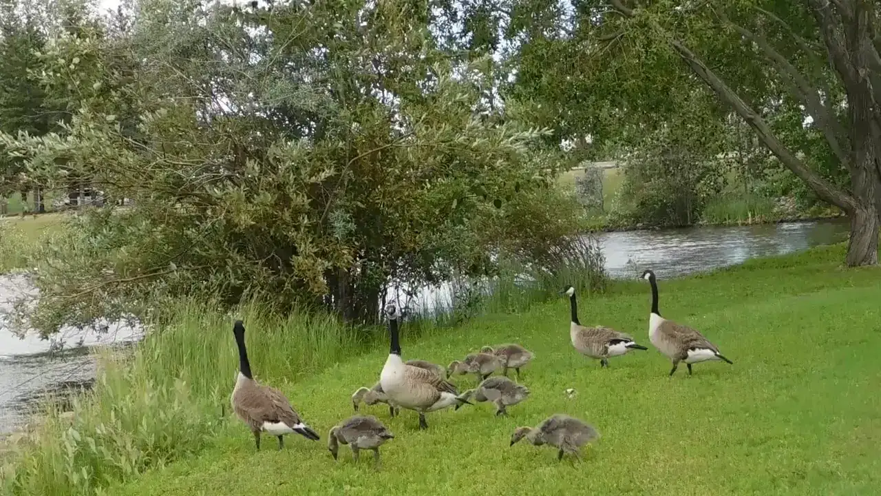 Geese and goslings grazing beside a river